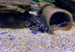 XL - L204 Ringelsockenwels - Panaqolus albivermis aqua-teck