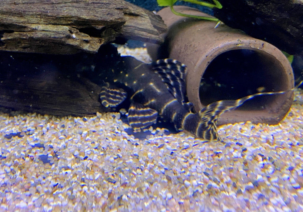XL - L204 Ringelsockenwels - Panaqolus albivermis aqua-teck
