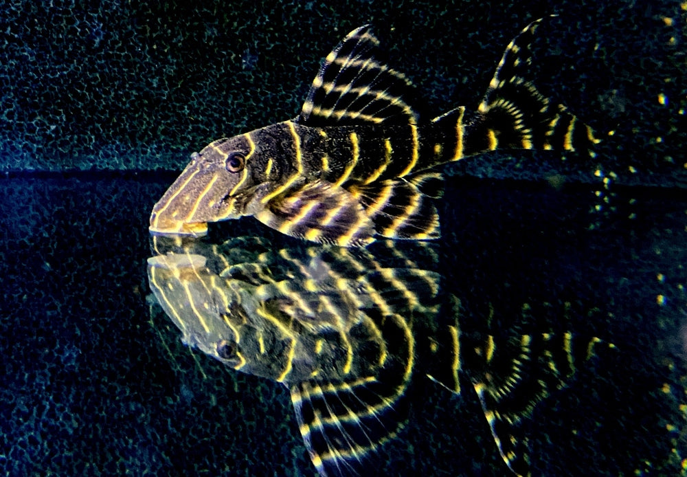 XL - L204 Ringelsockenwels - Panaqolus albivermis aqua-teck