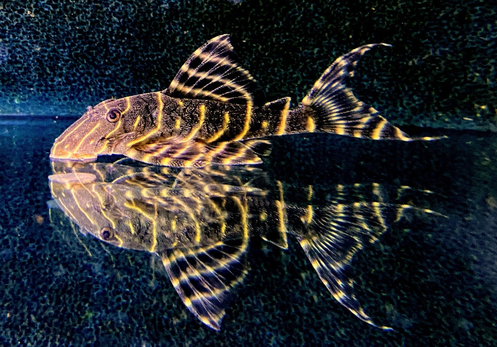 XL - L204 Ringelsockenwels - Panaqolus albivermis aqua-teck