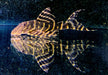 XL - L204 Ringelsockenwels - Panaqolus albivermis aqua-teck