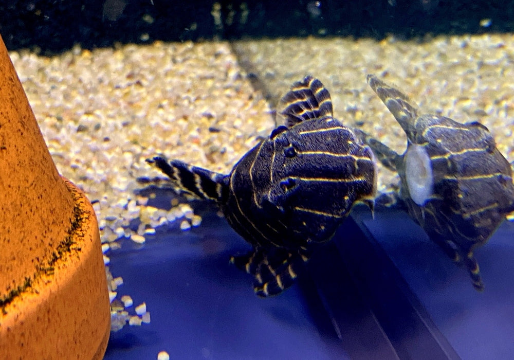XL - L204 Ringelsockenwels - Panaqolus albivermis aqua-teck