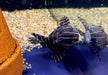XL - L204 Ringelsockenwels - Panaqolus albivermis aqua-teck