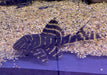 XL - L204 Ringelsockenwels - Panaqolus albivermis aqua-teck