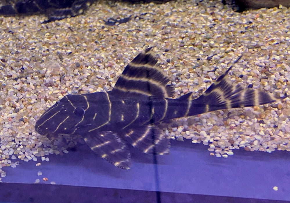 XL - L204 Ringelsockenwels - Panaqolus albivermis aqua-teck