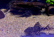 XL - L204 Ringelsockenwels - Panaqolus albivermis aqua-teck