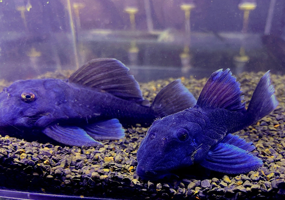 L239 Blauer Zwergharnischwels - Baryancistrus beggini aqua-teck