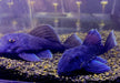L239 Blauer Zwergharnischwels - Baryancistrus beggini aqua-teck