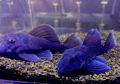 L239 Blauer Zwergharnischwels - Baryancistrus beggini aqua-teck