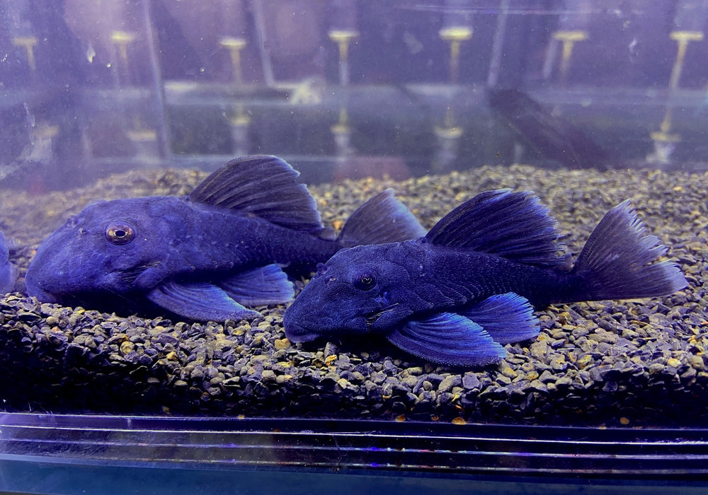 L239 Blauer Zwergharnischwels - Baryancistrus beggini aqua-teck