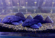 L239 Blauer Zwergharnischwels - Baryancistrus beggini aqua-teck