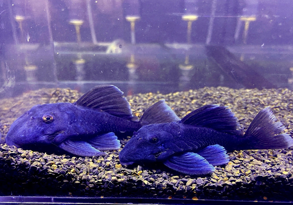 L239 Blauer Zwergharnischwels - Baryancistrus beggini aqua-teck
