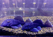 L239 Blauer Zwergharnischwels - Baryancistrus beggini aqua-teck
