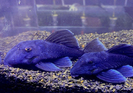 L239 Blauer Zwergharnischwels - Baryancistrus beggini image