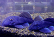 L239 Blauer Zwergharnischwels - Baryancistrus beggini aqua-teck