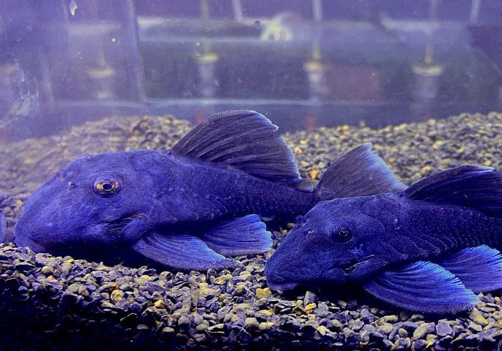 L239 Blauer Zwergharnischwels - Baryancistrus beggini aqua-teck