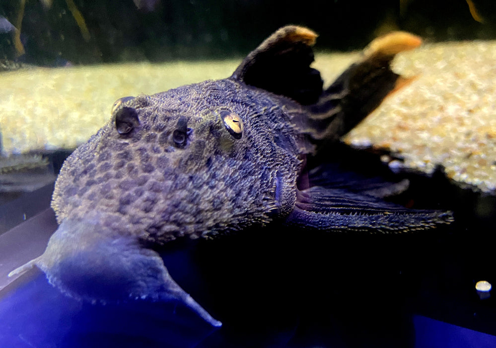 L25 Rotflossen-Kaktuswels (XL) - Pseudacanthicus pirarara
