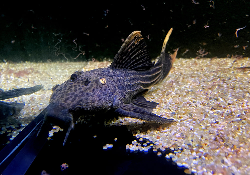 L25 Rotflossen-Kaktuswels (XL) - Pseudacanthicus pirarara