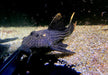 L25 Rotflossen-Kaktuswels (XL) - Pseudacanthicus pirarara