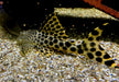 L75 Leopard Trugschilderwels (L)  - Ancistomus sabaji