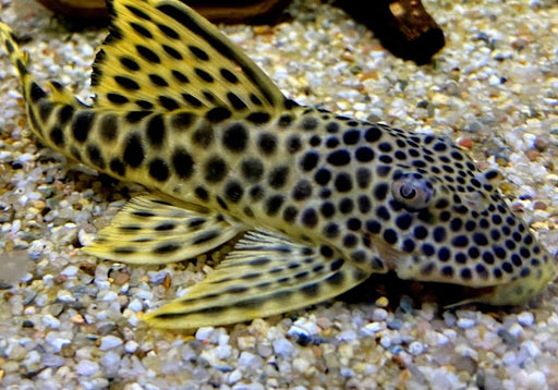 L75 Leopard Trugschilderwels (L)  - Ancistomus sabaji