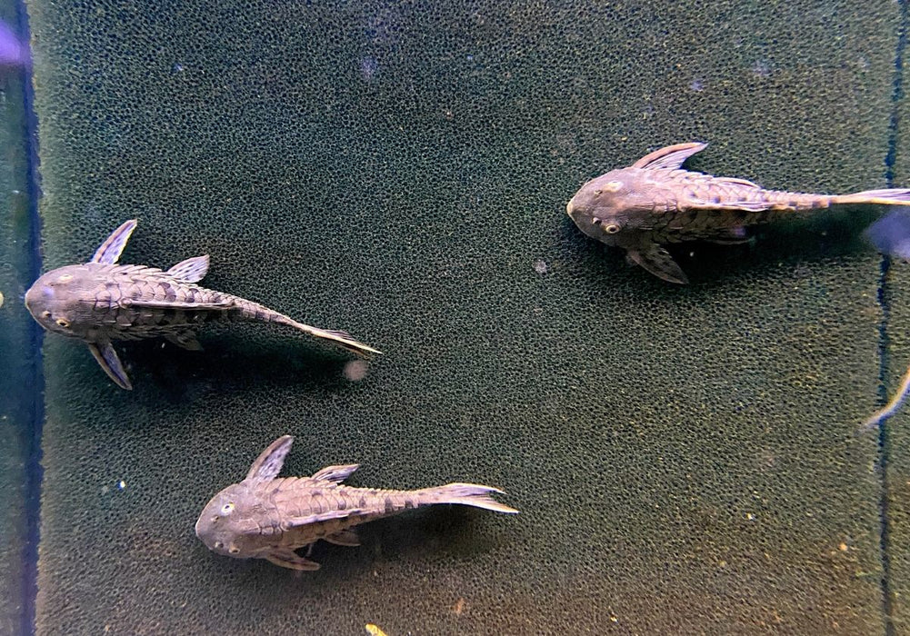 Wieder da - L95 Tannenzapfenwels (L) - Pseudorinelepsis sp.