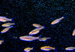 zzz_Längsstreifenzwergbärbling - Boraras urophtalmoides aqua-teck