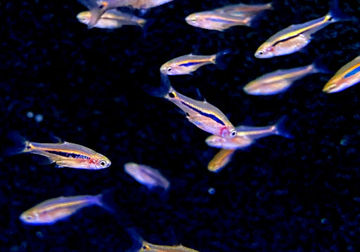 zzz_Längsstreifenzwergbärbling - Boraras urophtalmoides aqua-teck