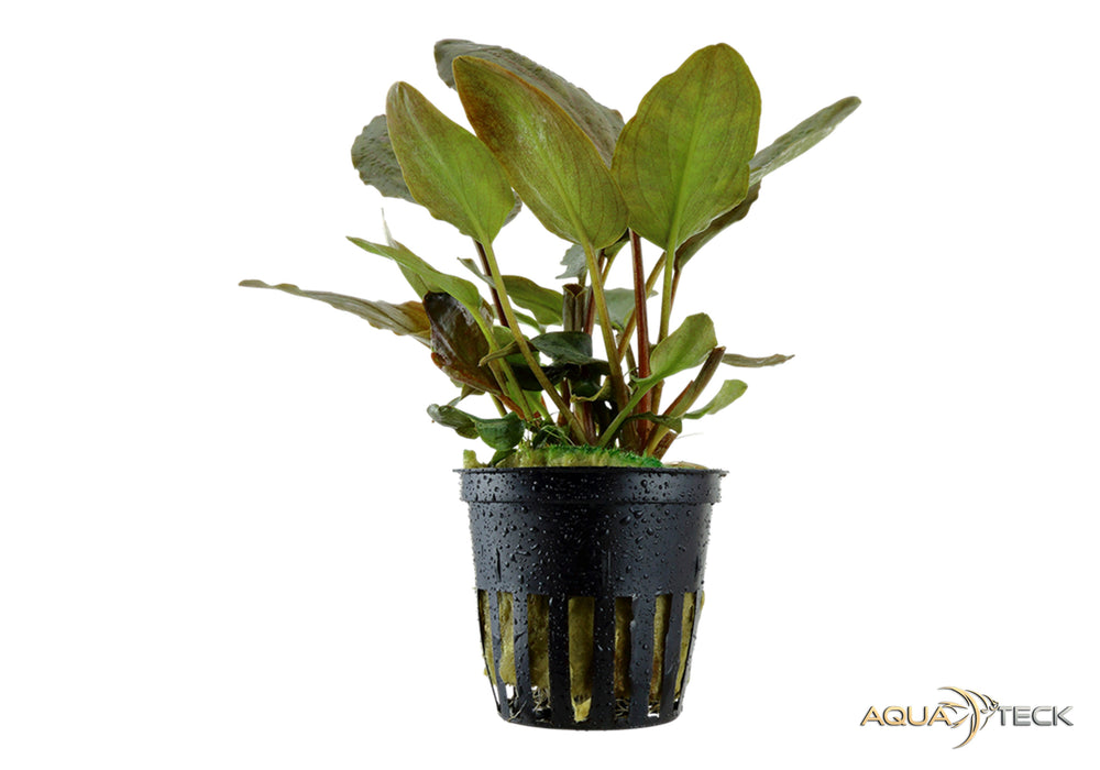 Lagenandra meeboldii 'Red' NICHT NACHKAUFEN aqua-teck