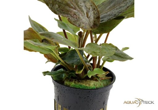 Lagenandra meeboldii 'Red' NICHT NACHKAUFEN aqua-teck