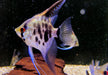Leopard-  Clown Skalar (L) - Pterophyllum scalare