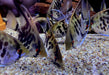 Leopard-  Clown Skalar (L) - Pterophyllum scalare