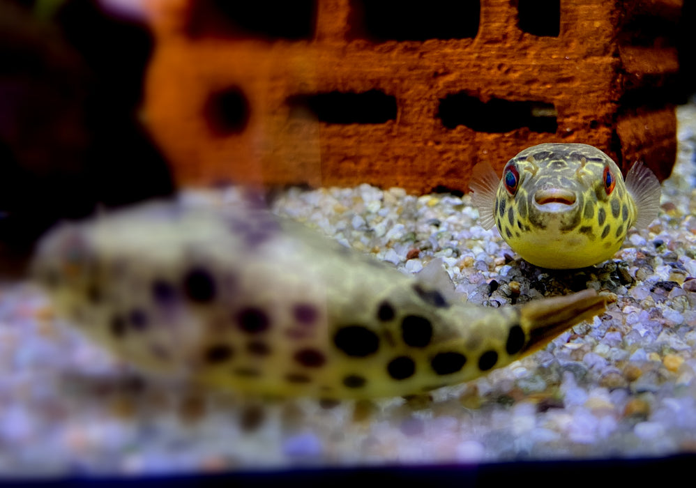 Leopardkugelfisch (XL) - Tetraodon schoutedeni