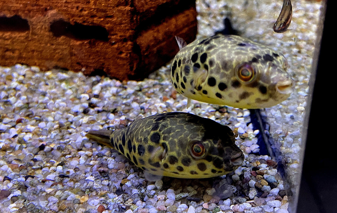 Leopardkugelfisch (XL) - Tetraodon schoutedeni