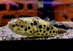 Leopardkugelfisch (XL) - Tetraodon schoutedeni