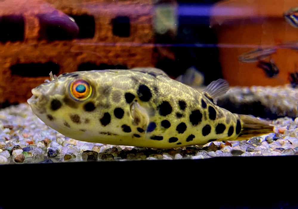 Leopardkugelfisch (XL) - Tetraodon schoutedeni