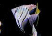 Leopolds Skalar Rio Demini - Pterophyllum leopoldi Rio Demini