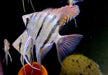 Leopolds Skalar Rio Demini - Pterophyllum leopoldi Rio Demini