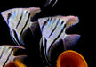 Leopolds Skalar Rio Demini - Pterophyllum leopoldi Rio Demini