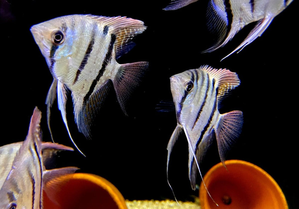 Leopolds Skalar Rio Demini - Pterophyllum leopoldi Rio Demini
