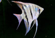 Leopolds Skalar Rio Demini - Pterophyllum leopoldi Rio Demini
