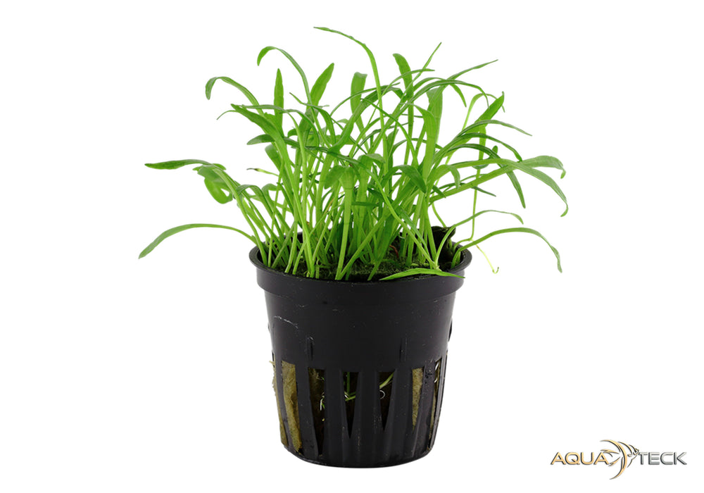 Lilaeopsis brasiliensis aqua-teck
