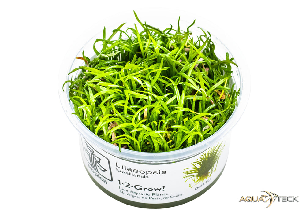 Lilaeopsis brasiliensis (InVitro)