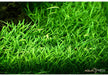 Lilaeopsis brasiliensis aqua-teck
