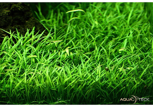 Lilaeopsis brasiliensis aqua-teck