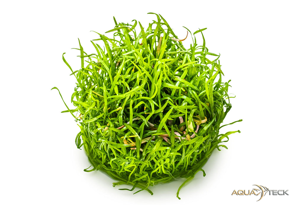 Lilaeopsis brasiliensis (InVitro)