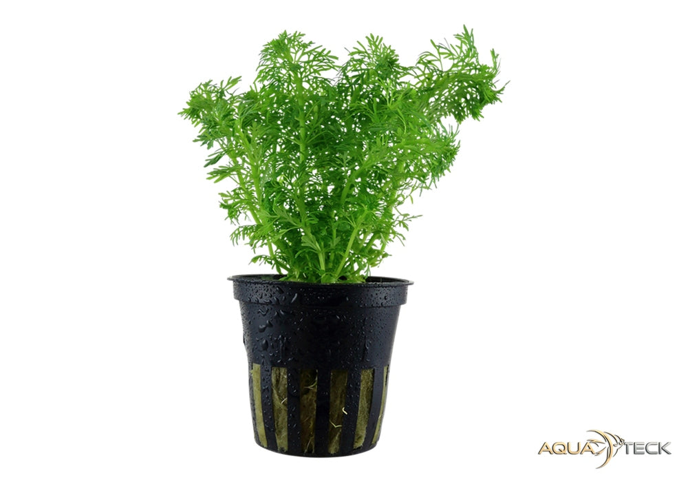 Limnophila sessiliflora aqua-teck