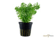 Limnophila sessiliflora aqua-teck