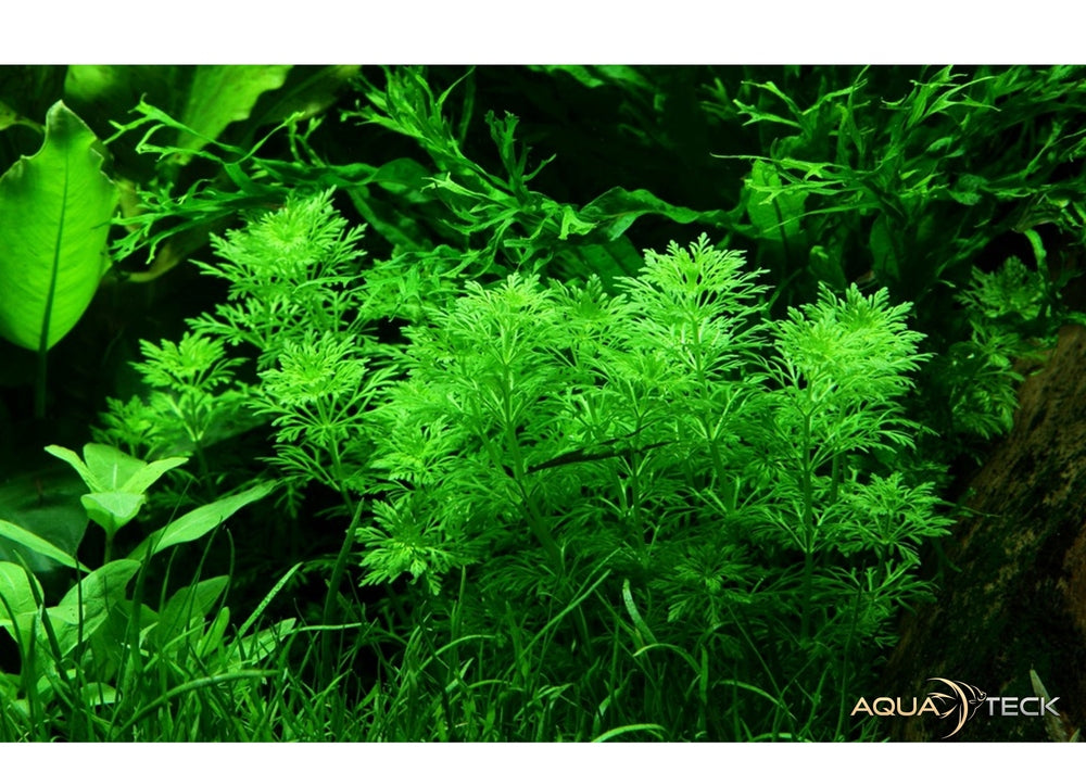 Limnophila sessiliflora aqua-teck