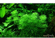 Limnophila sessiliflora aqua-teck